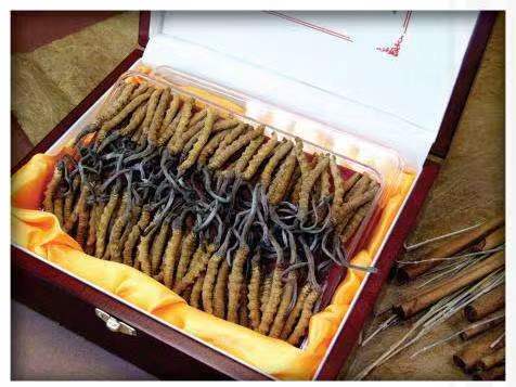 万荣冬虫夏草回收